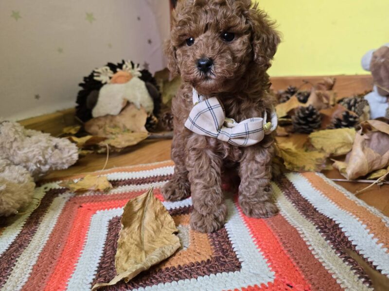 TOY Crvene Pudle/Crvena Pudla - štenci