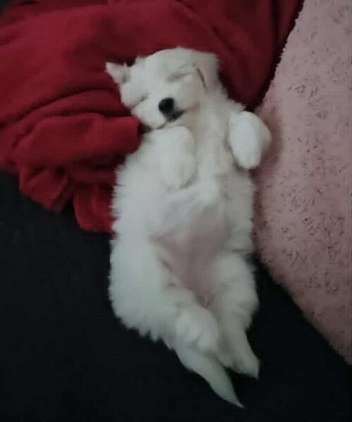 Coton de Tulear