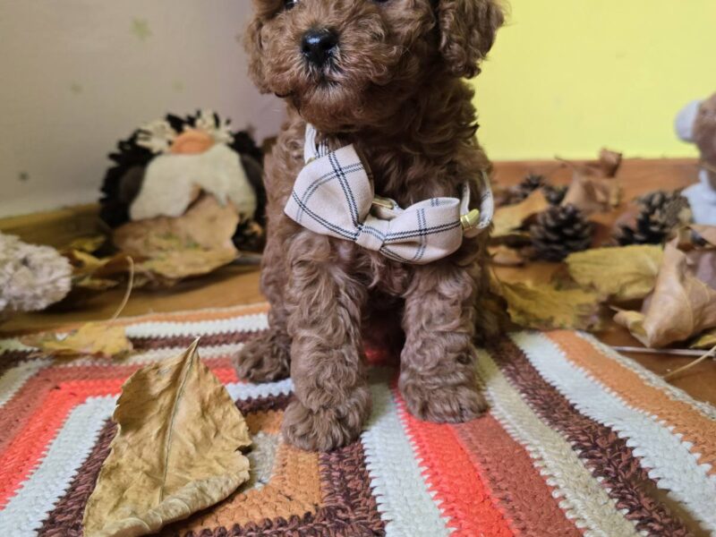 TOY Crvene Pudle/Crvena Pudla - štenci