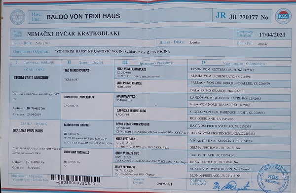 Štenci NEMAČKOG OVČARA
