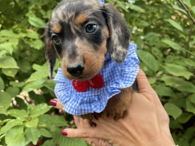 Mini Jazavicar stenci