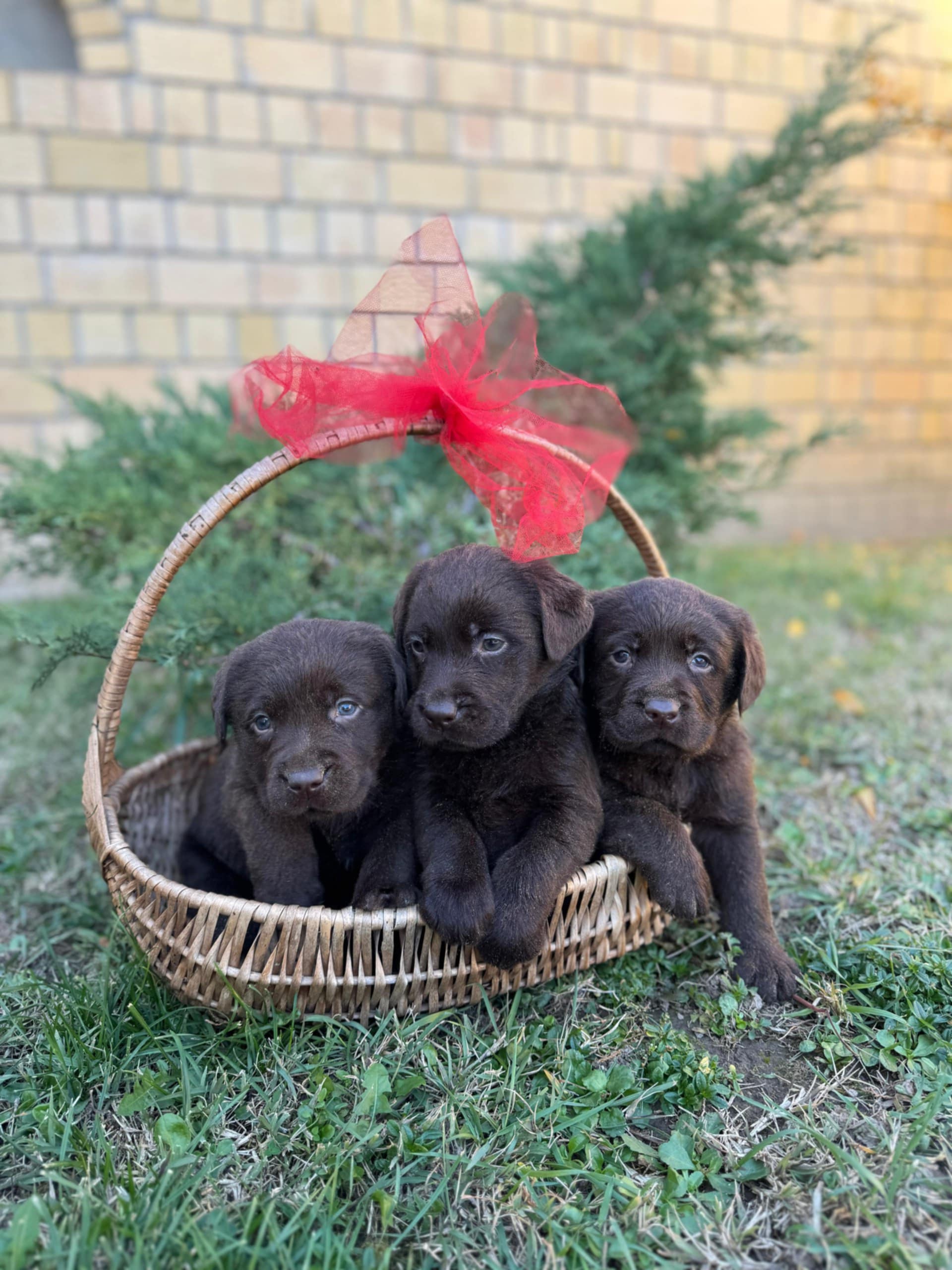 Labrador retriver štenci