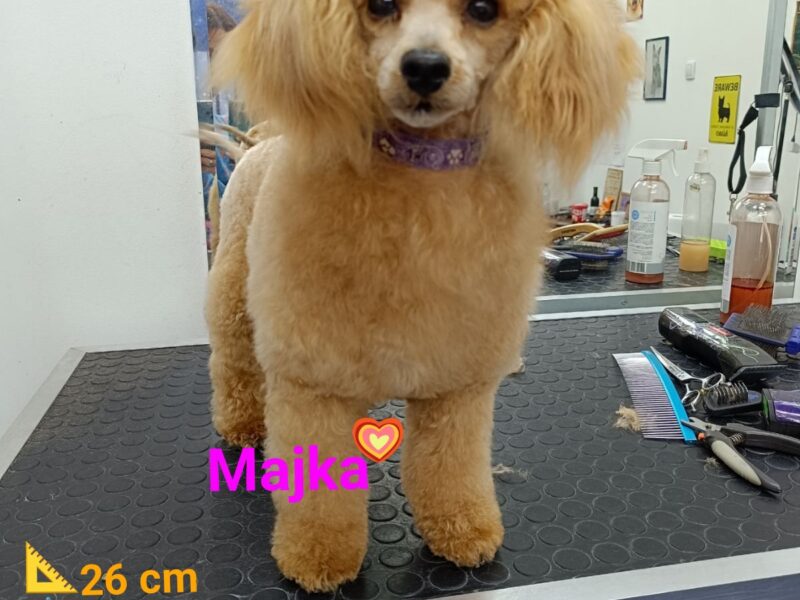 TOY Aprikot Pudle/Aprikot Pudla - mužjak