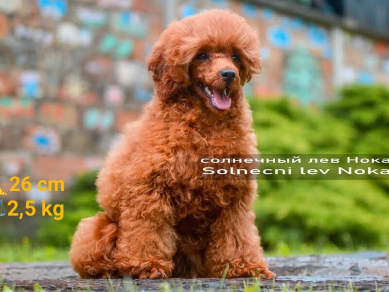 TOY Aprikot Pudle/Aprikot Pudla - mužjak