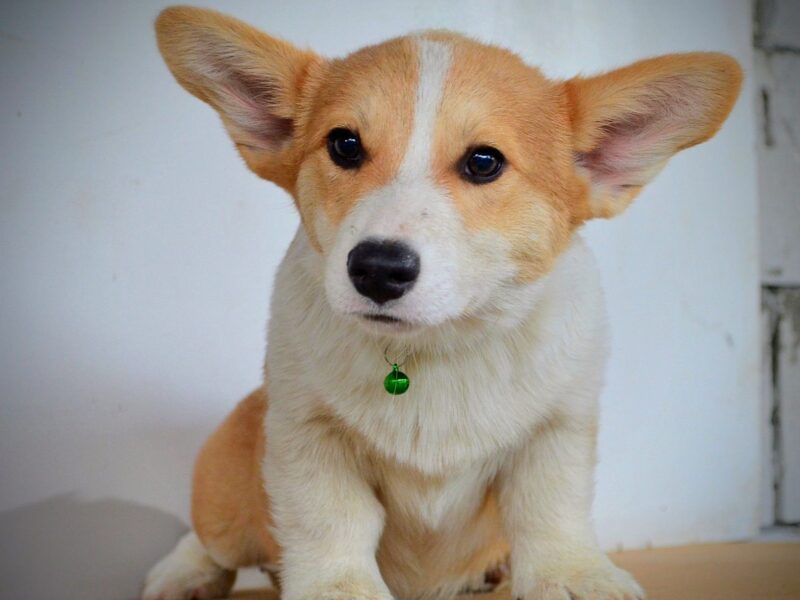 Welsh Corgi Pembroke štenci