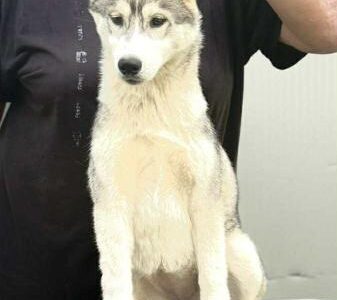 Sibirski Haski žensko štene