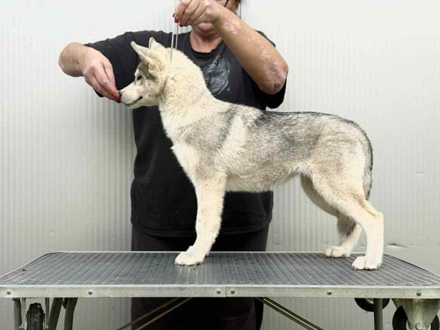 Sibirski Haski žensko štene