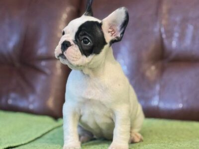 Francuski Buldog prelepi štenci