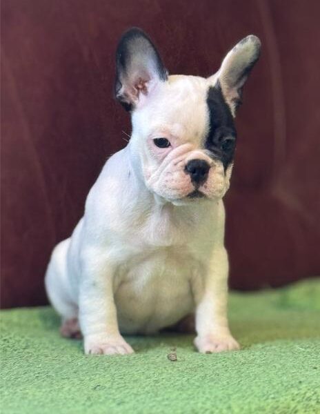 Francuski Buldog prelepi štenci