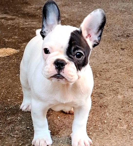Francuski Buldog prelepi štenci