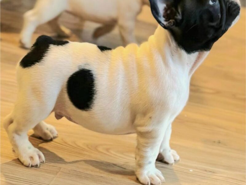 Francuski Buldog prelepi štenci