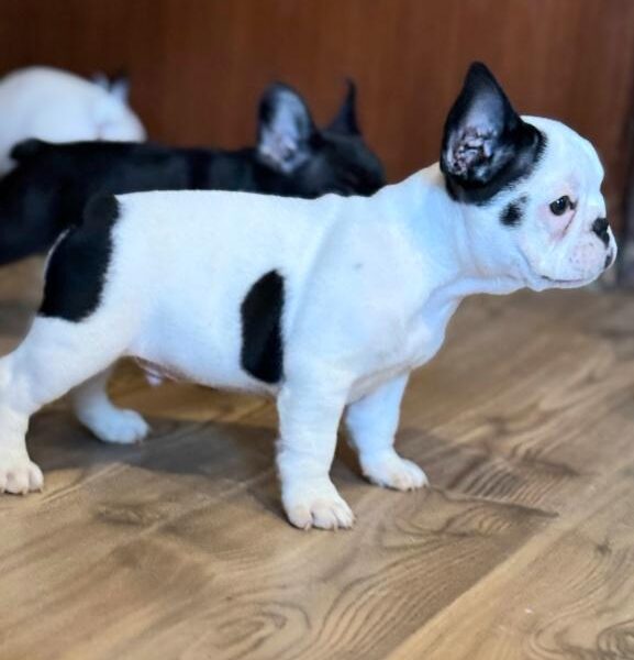 Francuski Buldog prelepi štenci