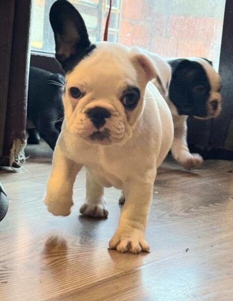 Francuski Buldog prelepi štenci