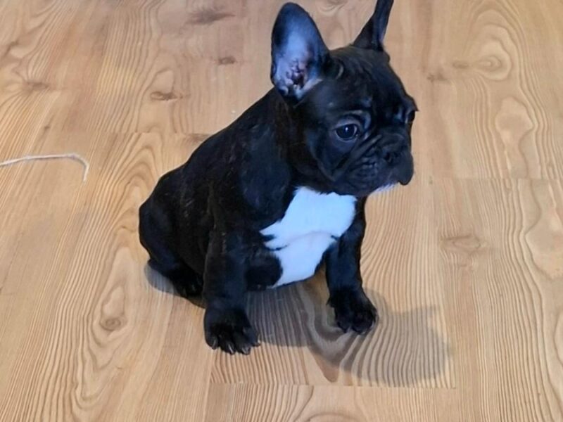 Francuski Buldog prelepi štenci