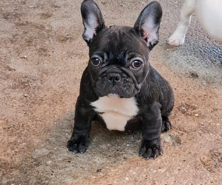 Francuski Buldog prelepi štenci