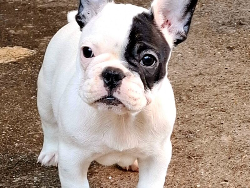 Francuski Buldog prelepi štenci