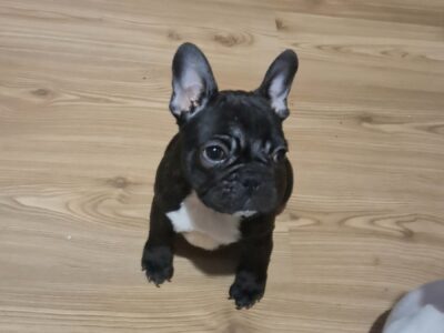 Francuski Buldog prelepi štenci