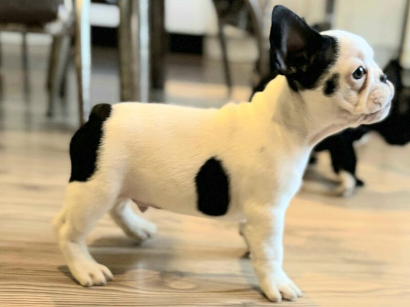 Francuski Buldog prelepi štenci