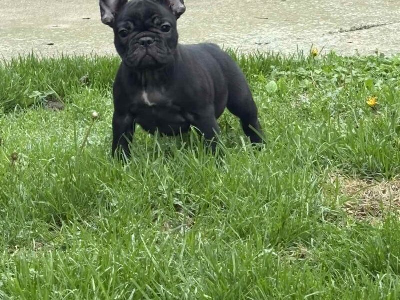 Dve ženke francuskog buldoga