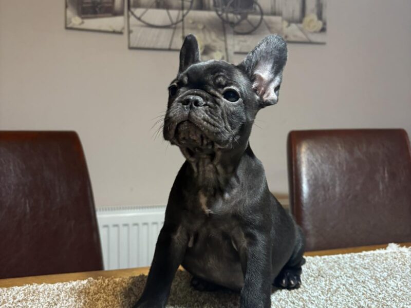 Dve ženke francuskog buldoga