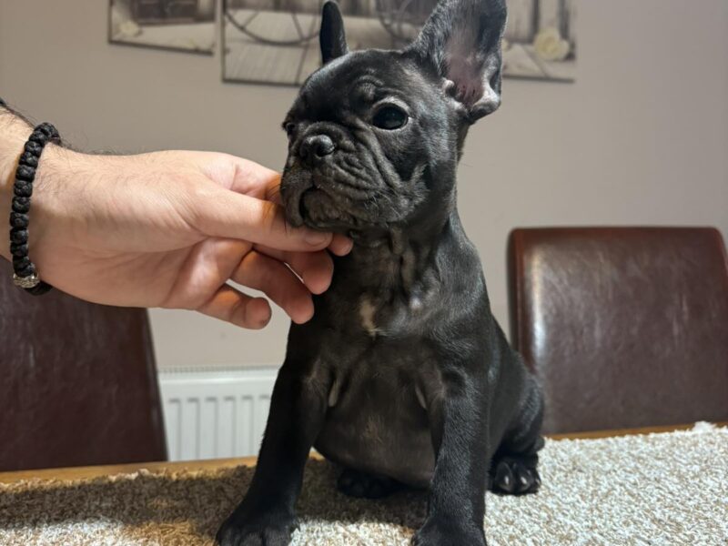 Dve ženke francuskog buldoga