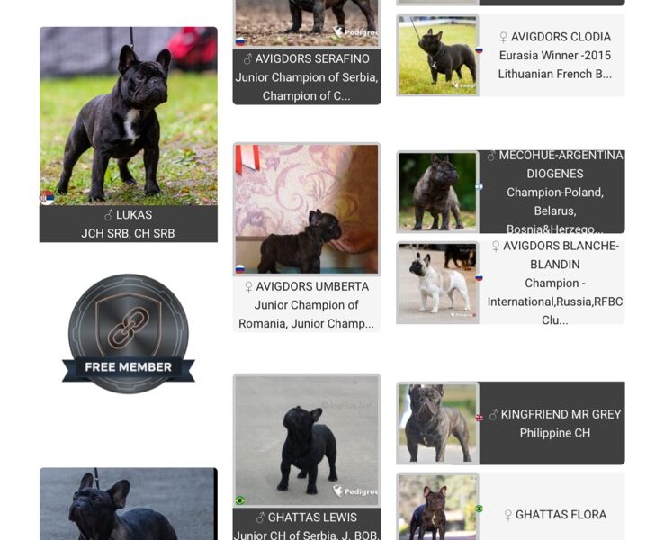 Dve ženke francuskog buldoga