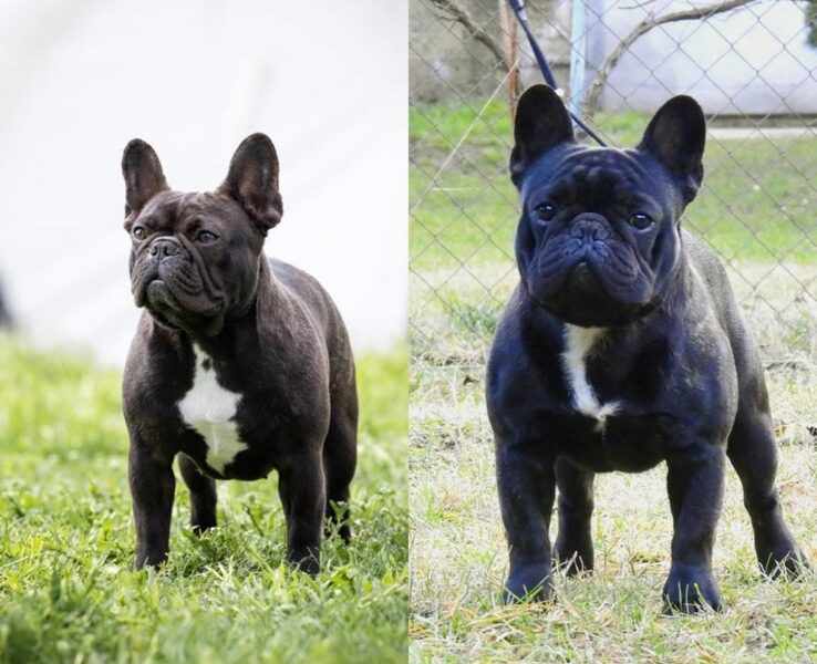 Dve ženke francuskog buldoga