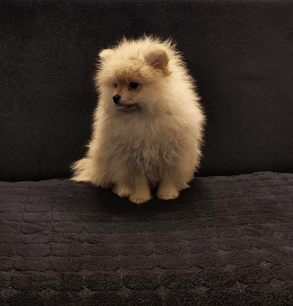 Štenci pomeranskog špica