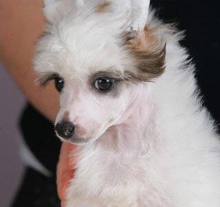 Kineski ćubasti pas štenci