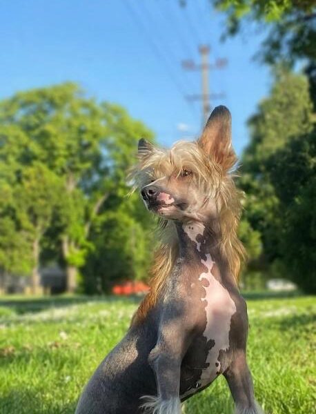 Kineski ćubasti pas štenci