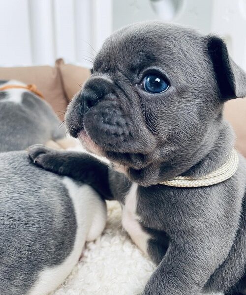 Francuski buldog