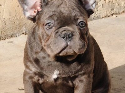 Francuski buldog, egzoticni stenci