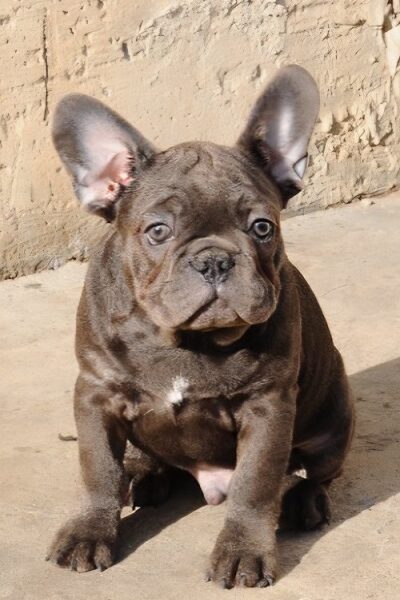 Francuski buldog, egzoticni stenci