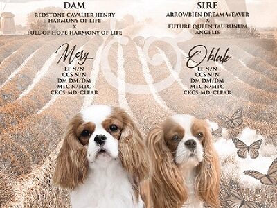 Kavalijer španijel kralja Čarlsa