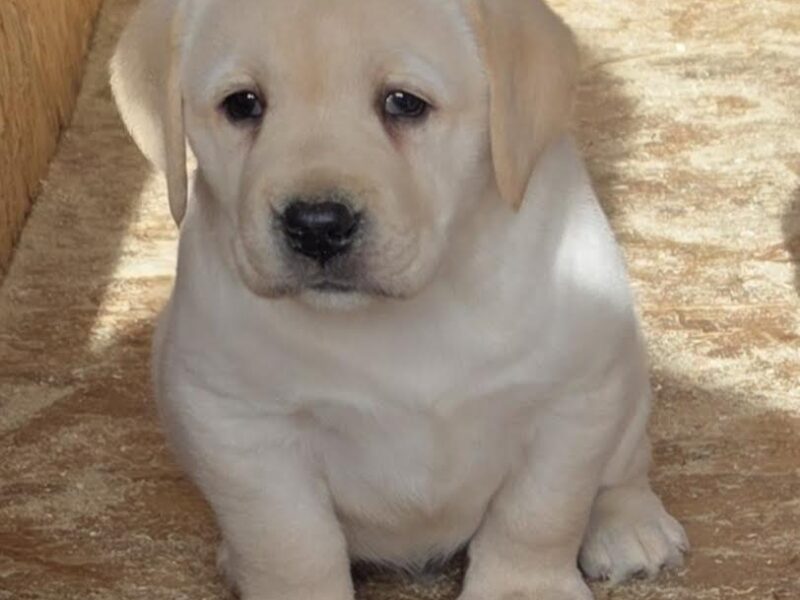 LABRADOR retriver, štenci šampionskog porekla