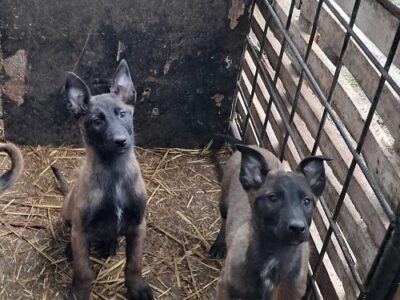 Belgijski ovčar Malinoa