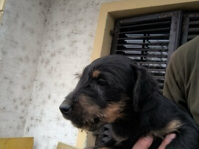 NLT - Nemački Lovni terijer