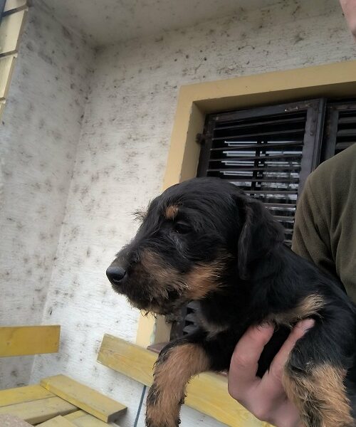 NLT - Nemački Lovni terijer