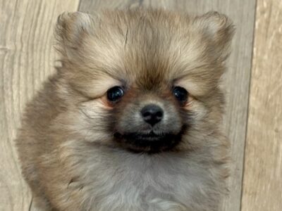 Pomeranac, prelepi štenci