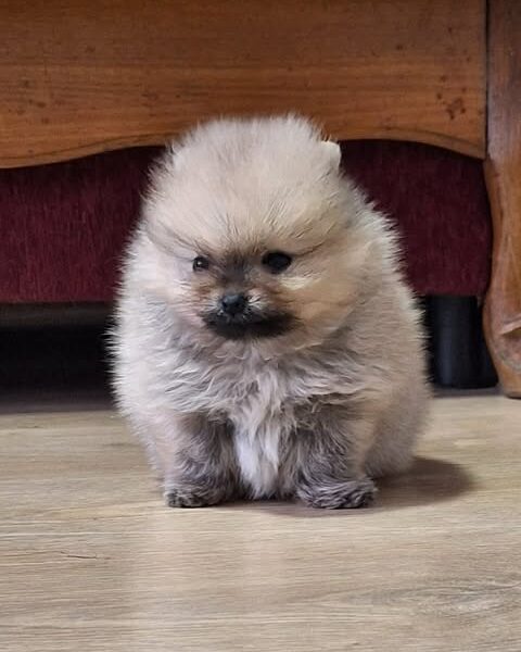 Pomeranski špic - Boo