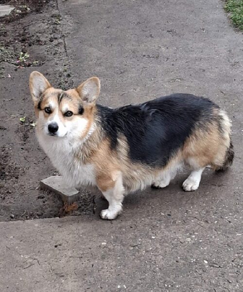 Velški Korgi, star 18 meseci