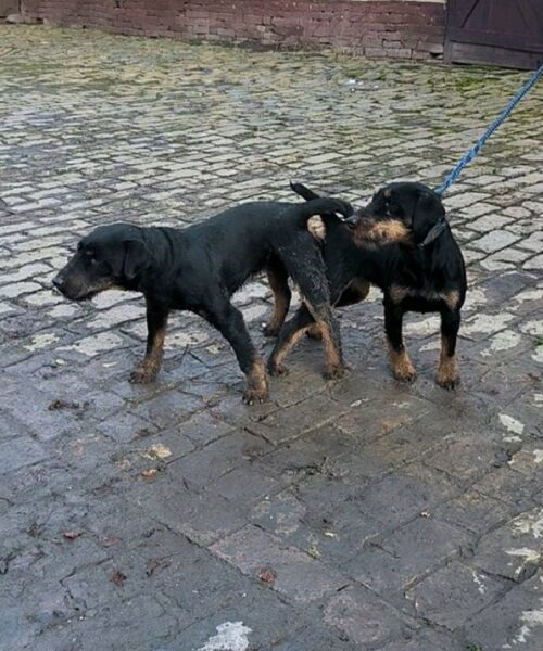 NLT - Nemački Lovni terijer