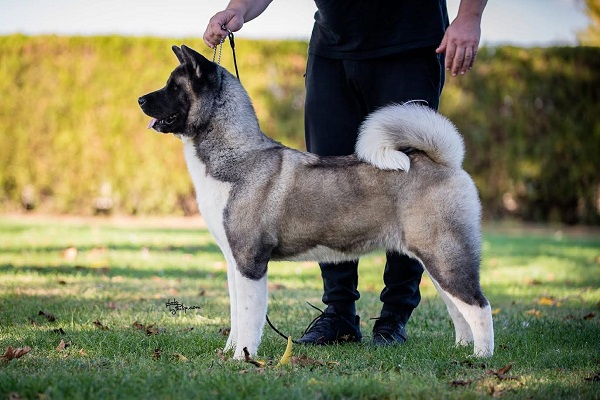 Americka Akita