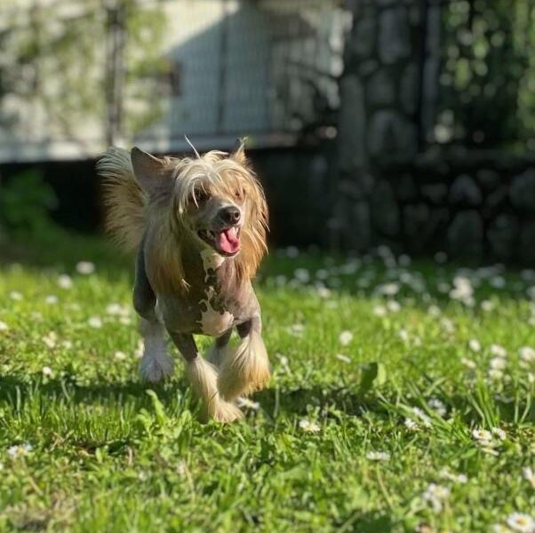 Kineski ćubasti pas štenci