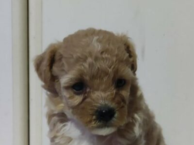 Maltipoo prelepi štenci