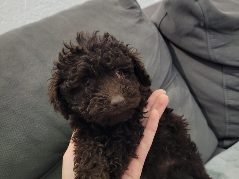 Toy Pudle na prodaju