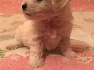 Kovrdžavi bišon štenci