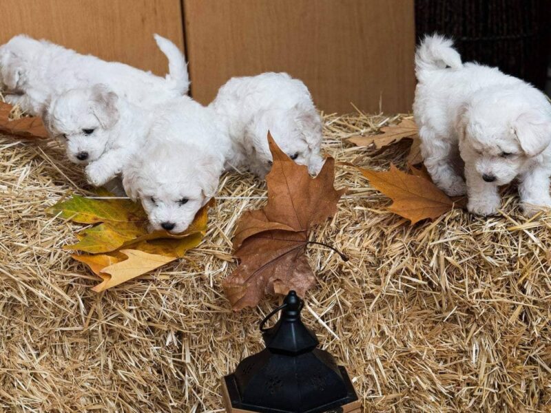 Kovrdžavi bišon štenci