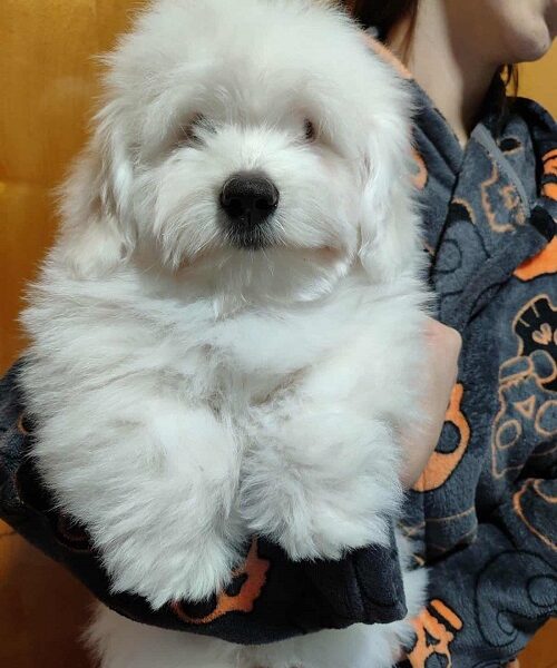 Coton de Tulear
