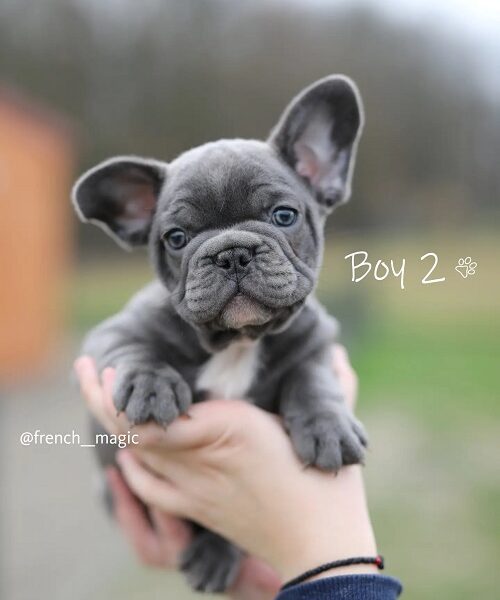 Francuski buldog